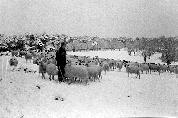 Simn Ureta Antn con su rebao rodeado de nieve, ao 69